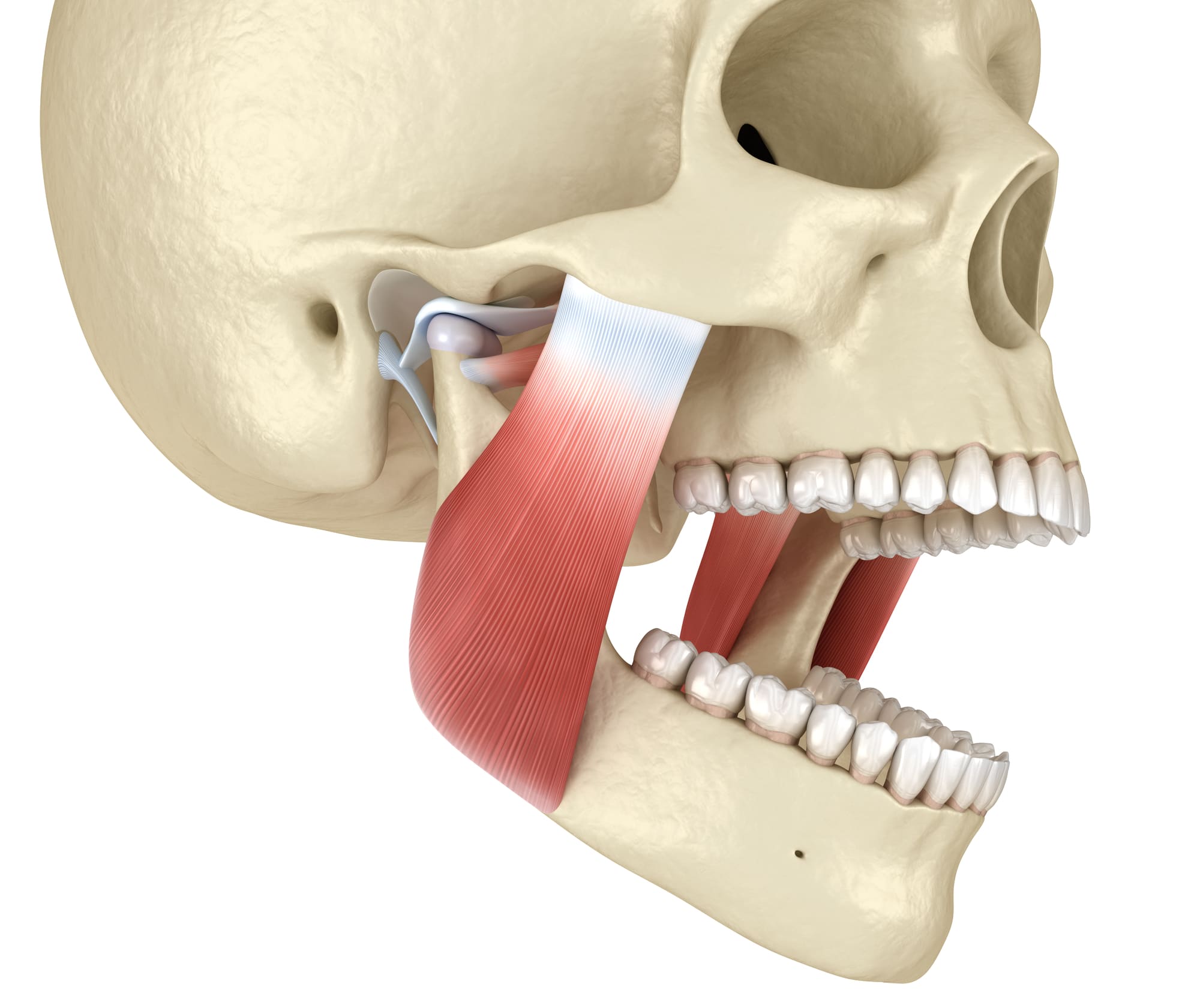 TMD The Temporomandibular Joint Disorder Dentique