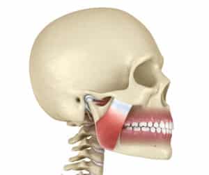 A skull representation of a Temporomandibular Joint (TMJ)